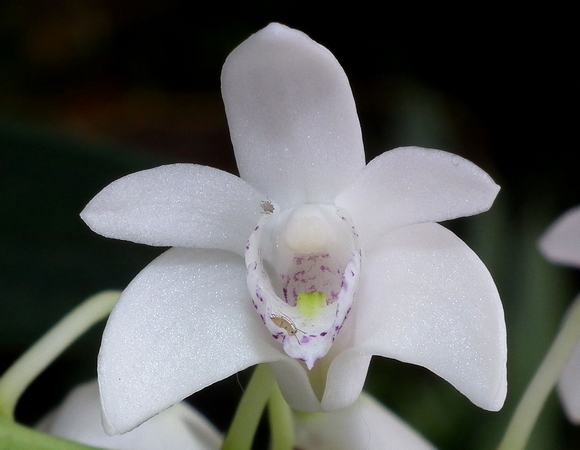 Dendrobium delicatum